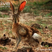 Tehuantepec Jackrabbit