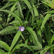 Green Kangaroo Apple (Solanum Vescum)