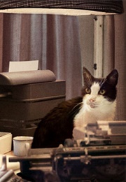 Towne as Jersey (Can You Ever Forgive Me?) (2018)