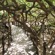 World's Largest Cashew Tree