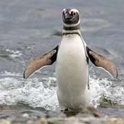Isla Magdalena, Chile