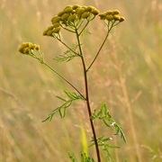 Tansy