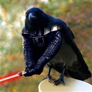 Darth Crow