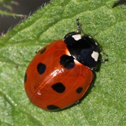 Seven Spot Ladybug