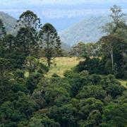Mount Bauple National Park (QLD)