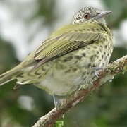 Sharpbill