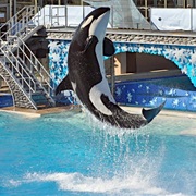 Go to Sea World