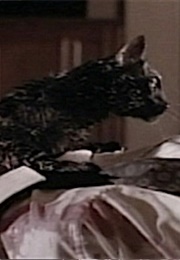 Black Cat, Tales From the Darkside: The Movie (1990)