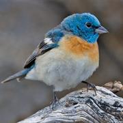 Lazuli Bunting