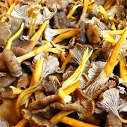 Funnel Chanterelle