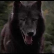 Timber Wolf - Benji the Hunted