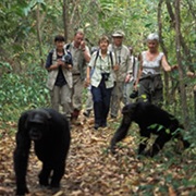 Chimpanzee Tracking in Kibale