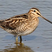 Snipe