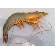Western King Prawn