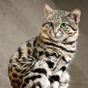 Black-Footed Cat