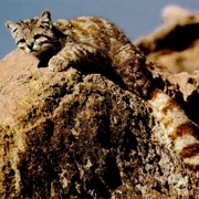 Andean Mountain Cat