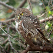 Austral Pygmy-Owl (Glaucidium Nana)
