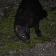 Bushy-Tailed Mongoose