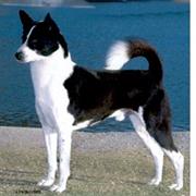 Canaan Dog