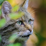 Harz National Park, Germany