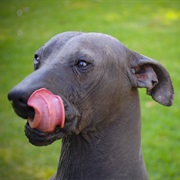 Xoloitzcuintli