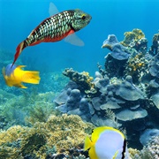 Explore Belize's Barrier Reef