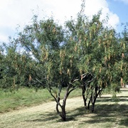 Honey Mesquite (Prosopis Glandulosa)