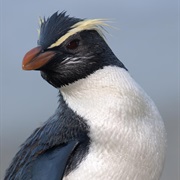 Fiordland Penguin