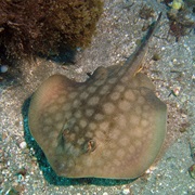 Round Stingray (Aka: Stinger & Stingaree)