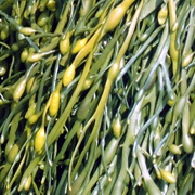 Norwegian Kelp (Ascophyllum Nodosum)