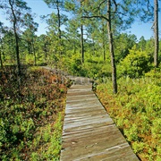 Carolina Beach State Park, North Carolina