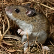 Deer Mouse