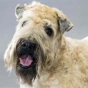 Soft Coated Wheaton Terrier