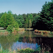 Blackbird State Forest, Delaware