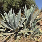 Sentry Plant / American Aloe (Agave Americana)