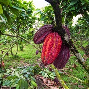 The Cacao Route