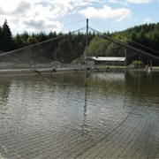 Humptulips Salmon Hatchery