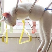 Sleeping Anywhere but in Its Basket