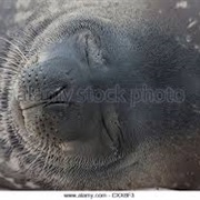 Ronge Island Antarctica