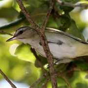 Black-Whiskered Vireo