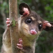 Southeastern Four-Eyed Opossum