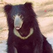 Sloth Bear