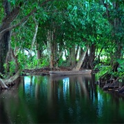 Canoe in a Mangrove