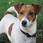 Jack Russell Terrier