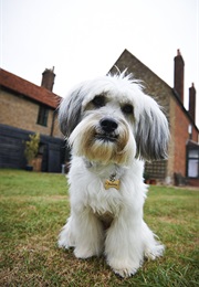 Pudsey in Pudsey the Dog: The Movie (2014)