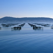 Etang De Thau, France
