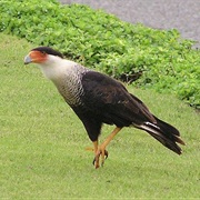 Crested Caracara (Mexico)