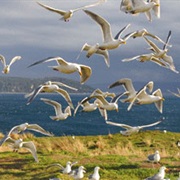 Protection Island National Wildlife Refuge