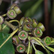 Tuchekoi National Park (QLD)