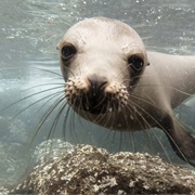 Plaza Sur, Galapagos